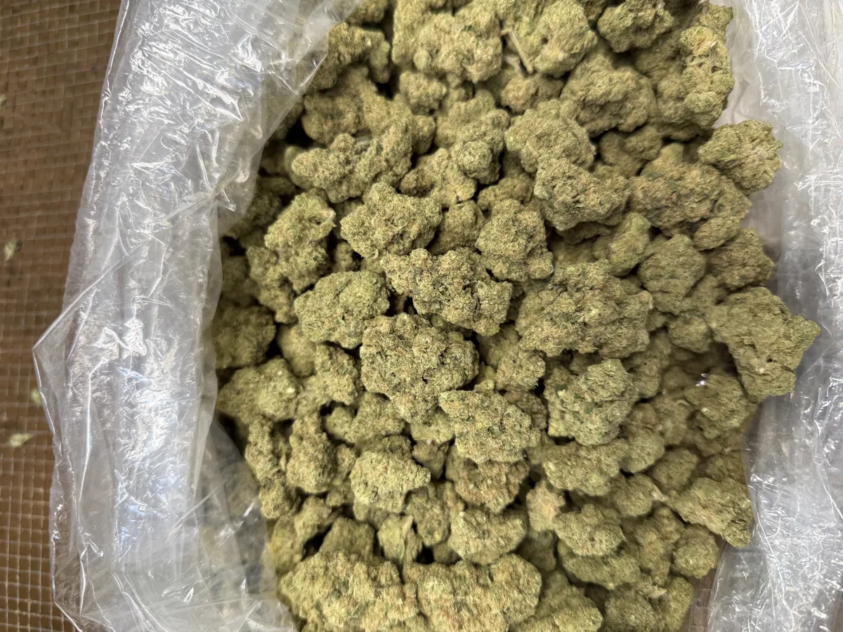 Jack Herer Flower